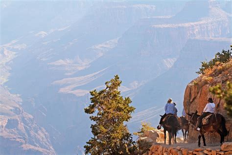 Riding Mules At Grand Canyon National Park Equitrekking