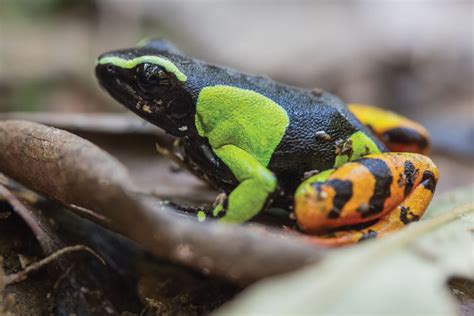 Painted Frogs Of Madagascar - Reptiles Magazine