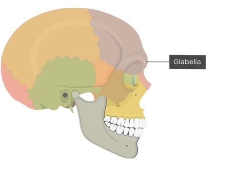 Frontal Bone Anatomy | GetBodySmart