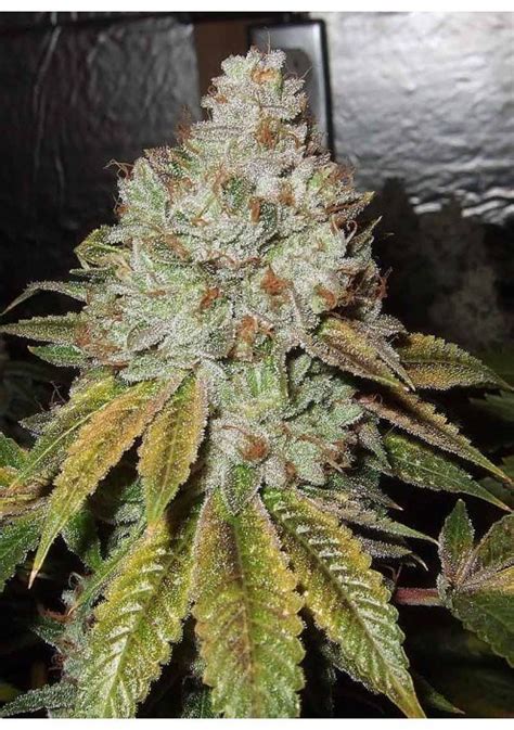 Best Cali OG Kush Feminised Cardiff Seed Bank