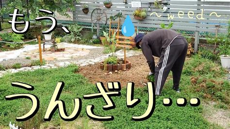 【雑草】庭全体を覆い尽くした雑草を抜くもう体力はゼロです。。 Youtube