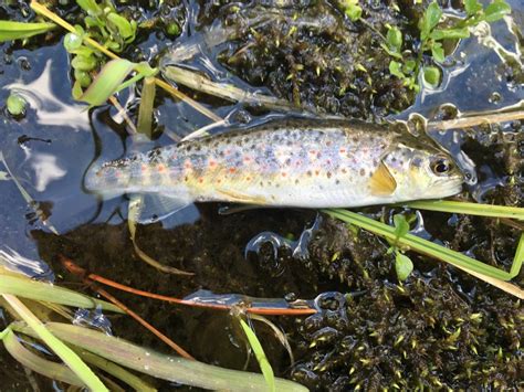 Species #7 — Brown Trout – CaughtOvgard