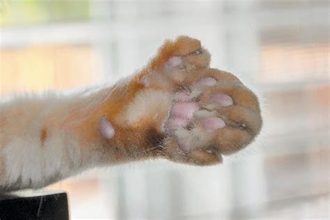 Do Cat Paw Pads Change Color? Vet Approved Facts & FAQ - Catster