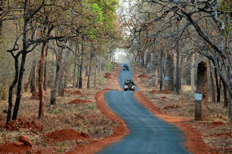 Tadoba Jungle Safari – Roaming Tides Tours & Travels