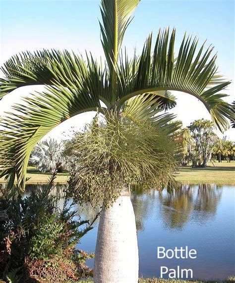 Polynesian Produce Stand Bottle Palm 100 Fresh Seeds Hyophorbe