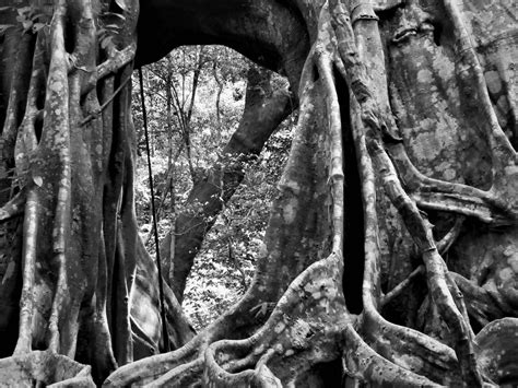 Ode to a Banyan Tree – Vietnam Coracle – Independent Travel Guides to