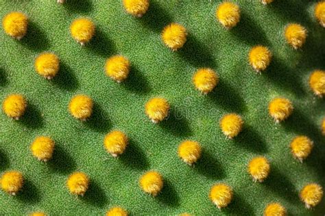 Close Up Of Opuntia Microdasys Cactus Plant With Polka Dot Like Pattern