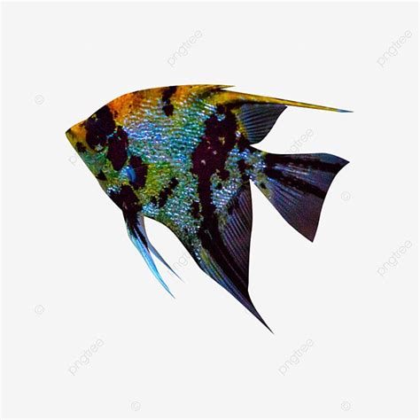 Hermoso Pez Marino Png Material De Capa Transparente Png Pescado De