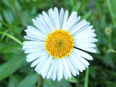 English Daisy Flower Beautiful Spring Stock Photo - Download Image Now - Beauty In Nature ...