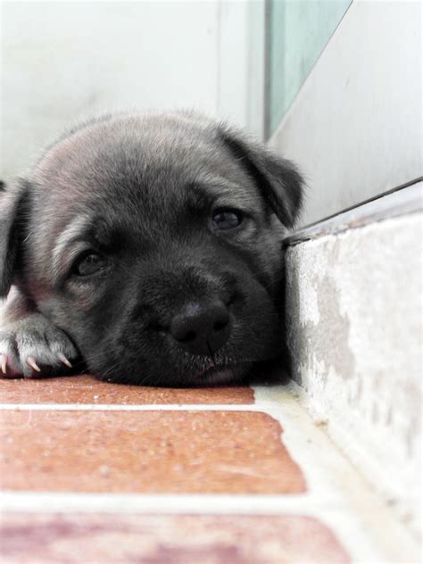 sad puppy  stock photo public domain pictures