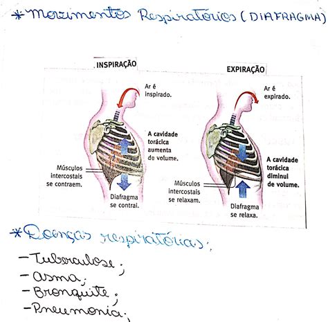 Resumo sobre Sistema respiratório part 2 Biologia Estuda ENEM