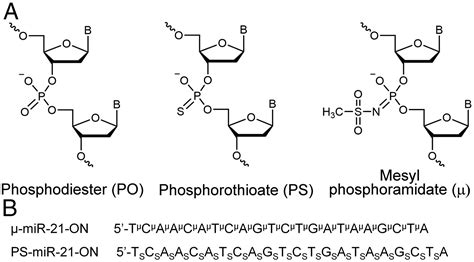 Mesyl Phosphoramidate Backbone Modified Antisense Oligonucleotides