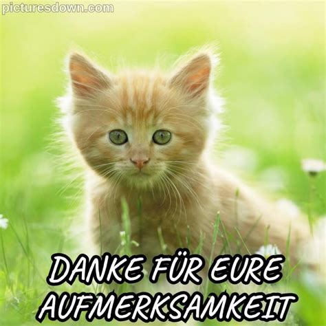 Danke fürs zuhören bild Kater