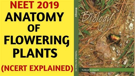 Ncertchapter 6anatomy Of Flowering Plantsclass 11quick Revision