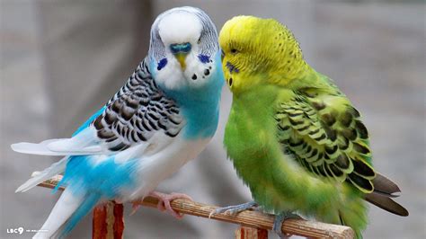 Budgies Parrots Wallpaper 40142053 Fanpop