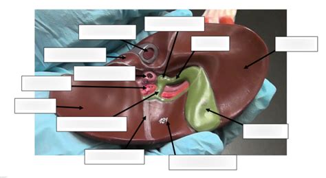 Digestive System 4 Diagram Quizlet