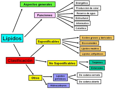 Mapa Conceptual De L Pidos Gu A Paso A Paso