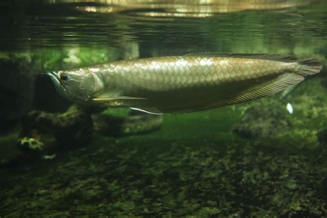 Arowana Types Terkini