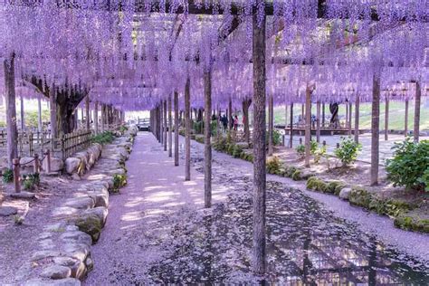 10 Best Places To See Wisteria Flowers In Japan Wamazing Discover