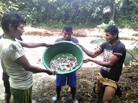 Programa Bosques On Twitter En Amazonas La Comunidad Agkai Mejora