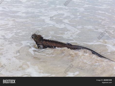 Galapagos Marine Image & Photo (Free Trial) | Bigstock