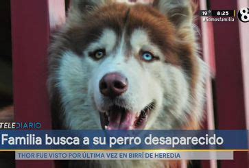 Familia Busca Desesperadamente A Su Perro Desaparecido Telediario