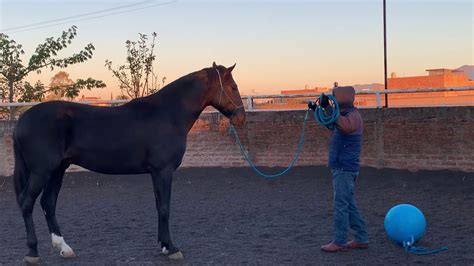 Como Trabajar A La Cuerda A Un Caballo 🐴 Dominante Video 1 De 3 Youtube