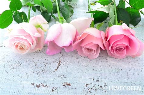 バラ（薔薇）の花言葉｜種類、花の特徴、色・本数別の花言葉 Lovegreenラブグリーン