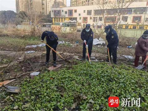 空地滋生大片菜地，南京鼓楼城管及时清理复绿 执法人员 小市 居民小区