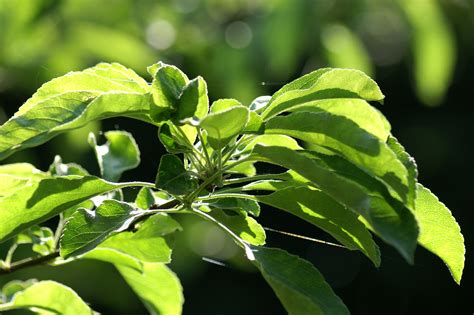 Free Images Tree Nature Forest Branch Leaf Flower Food Green