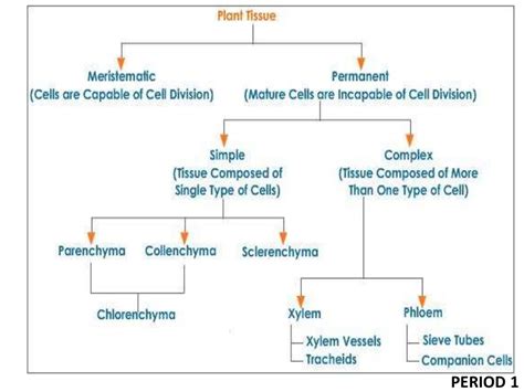 Tissues Class 9 Ppt