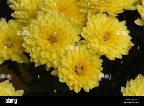 Chrysanthemen Hi Res Stock Photography And Images Alamy