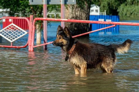 FOTO Nivelul apei în Nistru a crescut Tiraspolul riscă să fie