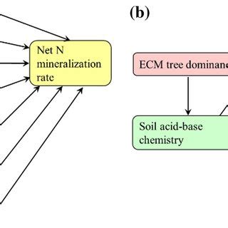 Conceptual Models Depicting The Direct And Indirect Effects Of Ecm Tree