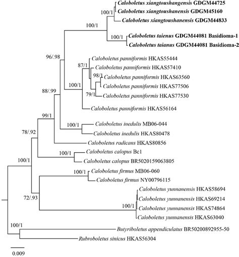 Figure1 Phylogenetic Relationships Among Representative Specimens Of Download Scientific