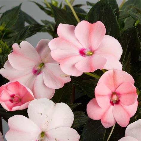 Бальзамин Санпатиенс (67 фото) » НА ДАЧЕ ФОТО