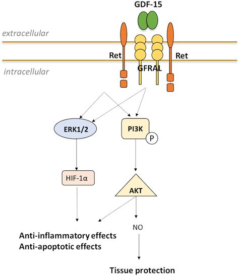 Possible Model For Induction And Interaction Of Gdf With Gfral And