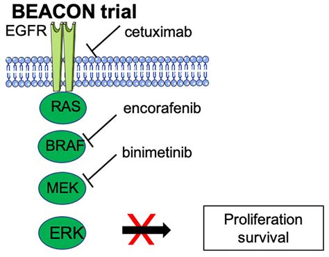 Triple Anti Egfr Braf Mek Combination In The Beacon Trial Egfr