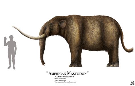 American Mastodon by PrehistoryByLiam on DeviantArt