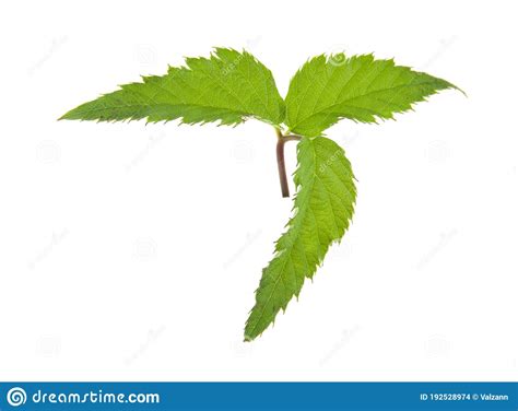 Hojas Verdes De Mora Negra Aisladas En Fondo Blanco Foto De Archivo