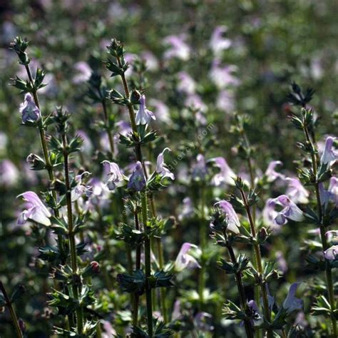 Salvia Taraxacifolia Sauge De Rocaille Rustique Du Maroc