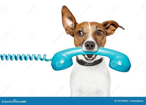 Dog On The Phone And Looking Th The Side Stock Image Image Of Office