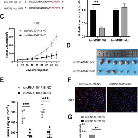 Knockdown Of Circrna 104718 Inhibits Glioma Cell Growth In Vivo A The