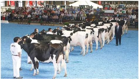 Ayudas Para La Celebraci N De Ferias Y Concursos De Ganado Selecto En