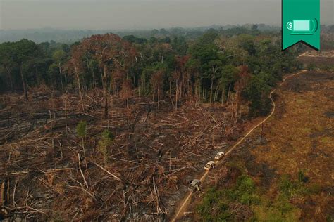 Desmatamento Na Amaz Nia Chega A Km E O Maior Em Anos