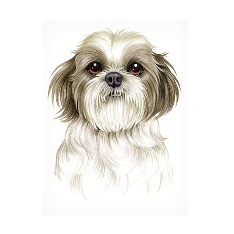 Tomoyo Pitcher Shih Tzu Canvas Art