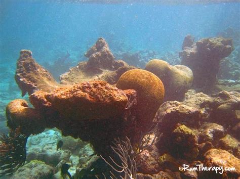 Snorkeling at Buck Island, St. Croix | Rum Therapy