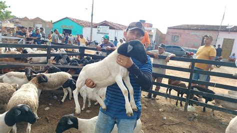 Feira De Caprinos E Ovinos De F Lha Mi Da Alagoas De Mar O De