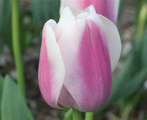 Tulipa Royal Pride Brent Becky S Bulbs Plant Zones Flowers Bloom