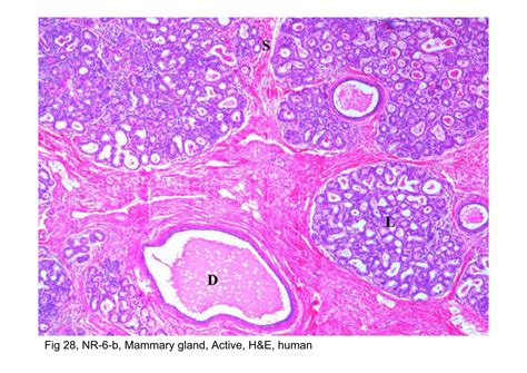 In The Mammary Gland Lobules